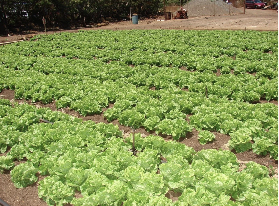 EM•1® Microbial Inoculant Effectively Controls Lettuce Fusarium Wilt at Kaneshiro Farm