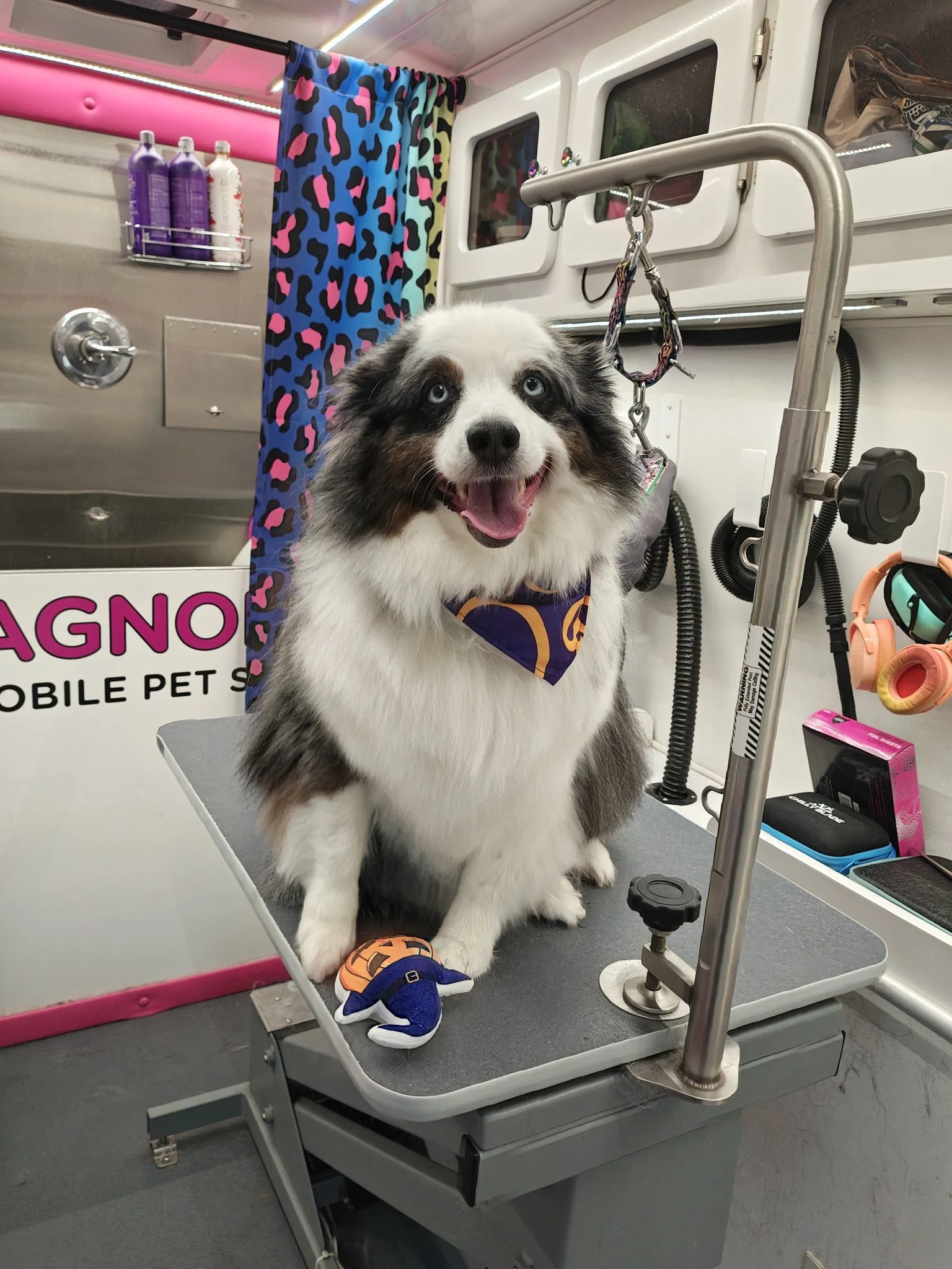 Daisy May, a Miniature Australian Shepherd, after her groom