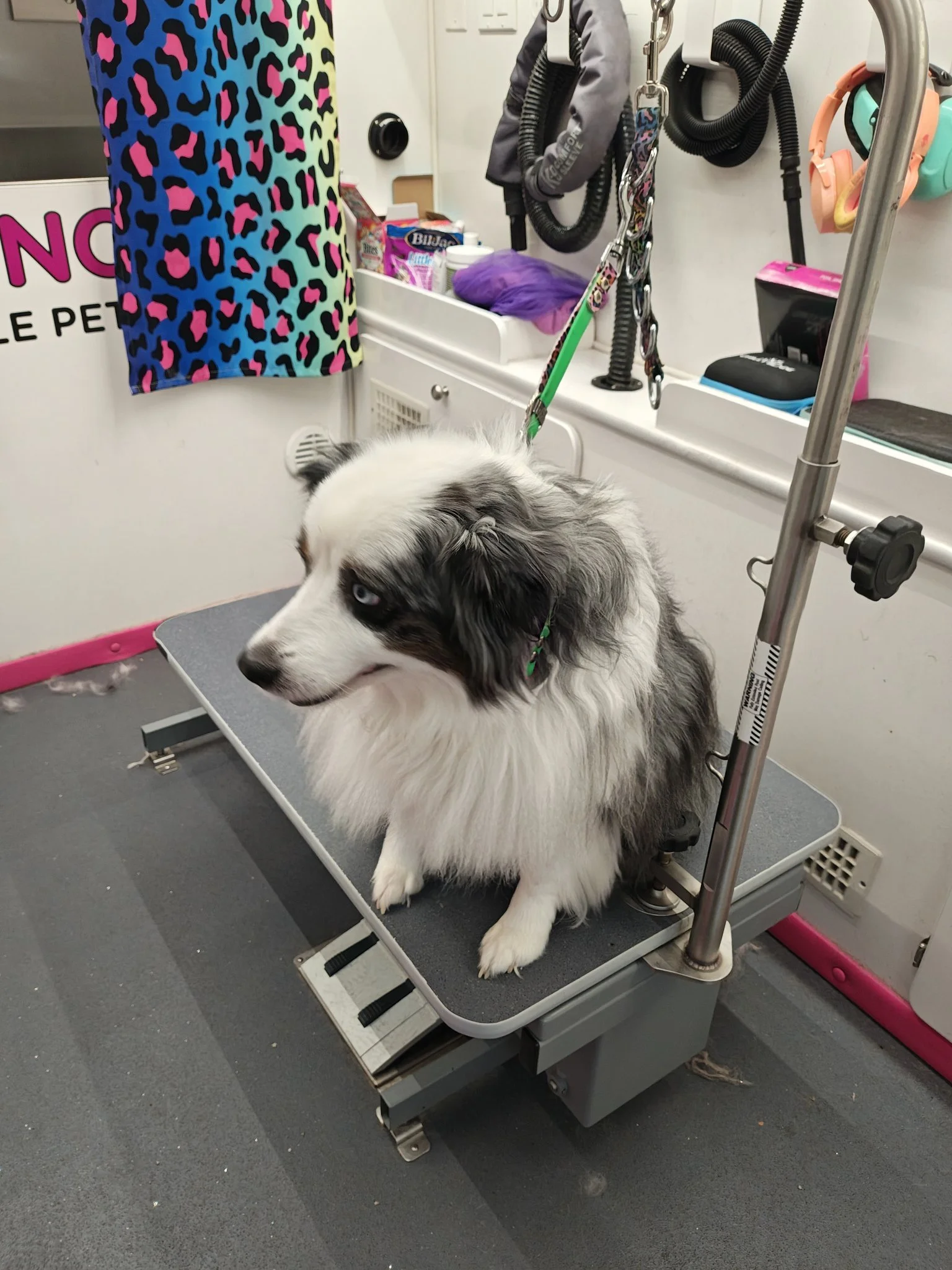 Daisy May, a Miniature Australian Shepherd, before her groom