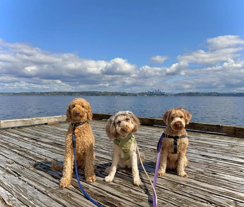 Three dogs sitting on a wooden dock by a large body of water, with a city skyline and partly cloudy sky in the background.