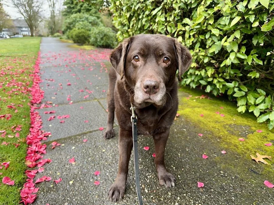 A brown dog with a leash looking at the camera on a sidewalk, surrounded by fallen pink petals and green bushes.