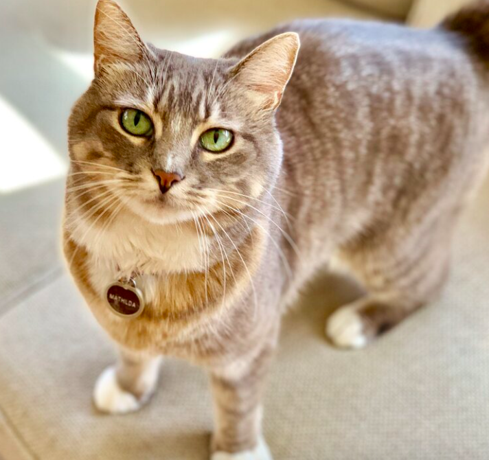 Close-up of gray tabby cat with green eyes, wearing a collar with a round tag, standing indoors on a beige surface.
