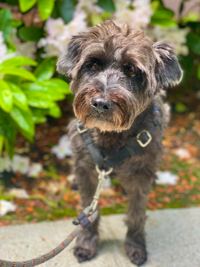 Gray and black mixed breed dog with floppy ears and a black harness, sitting outdoors near white flowering bushes.