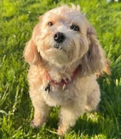 A small, fluffy, light-colored dog standing on green grass in a park, looking at the camera.