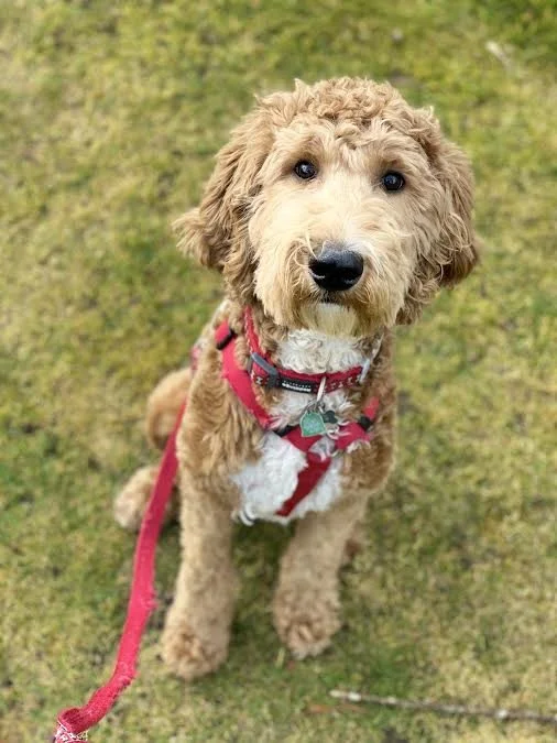 Cute tan curly-haired dog sitting on grass, wearing a red harness and leash, looking up at the camera.