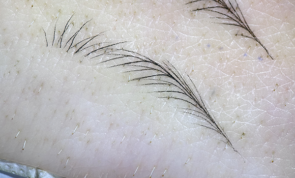 Early pig skin practice showing consistent brow stroke direction and spacing,demostrating how paper-trained patterns adapt to real skin texture.