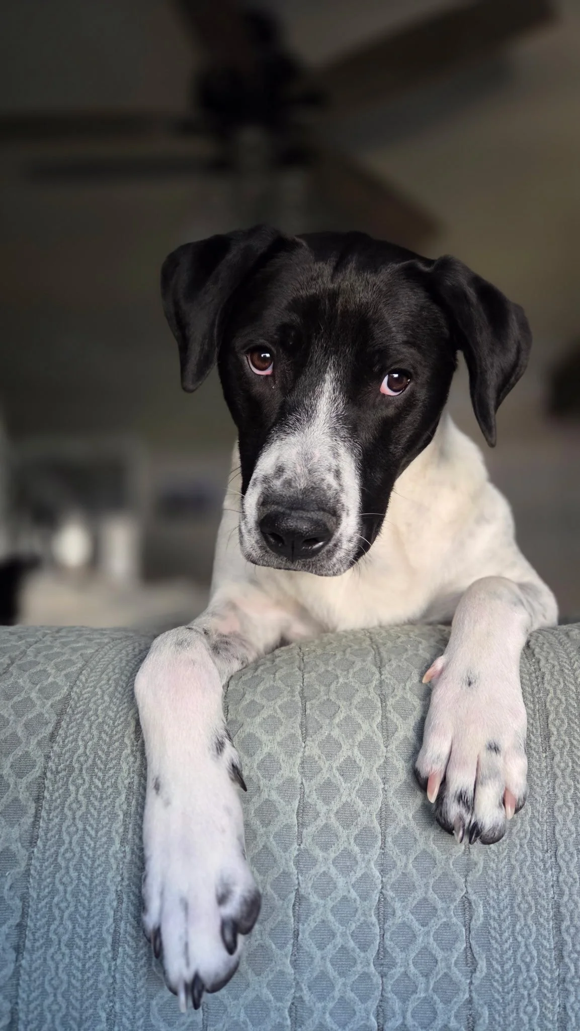 A black and white puppy with floppy ears lying on a patterned cushion, looking directly at the camera.