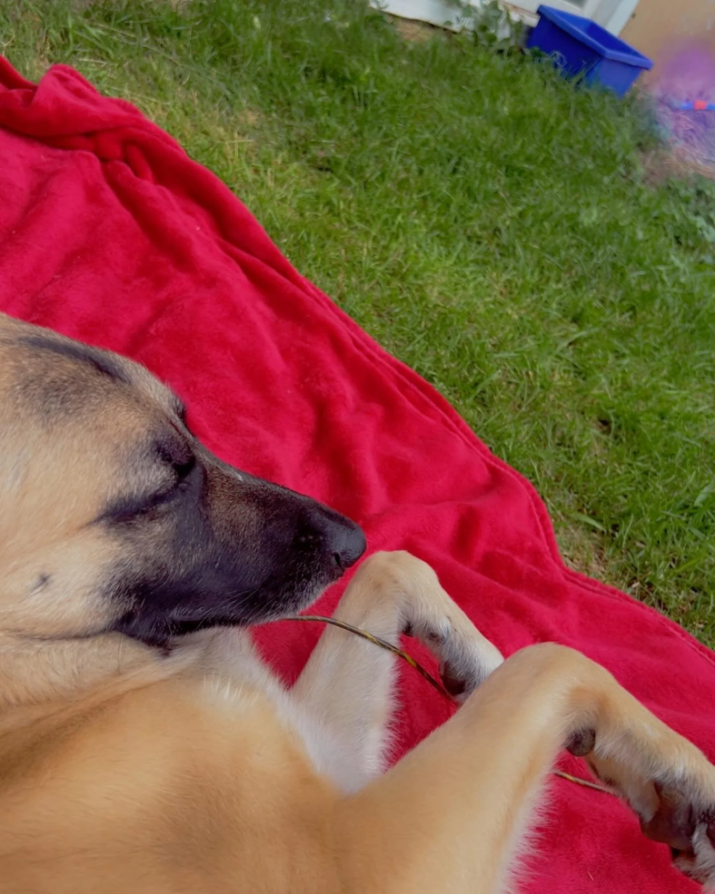 Happy Friday to all my pet friends and pawrents