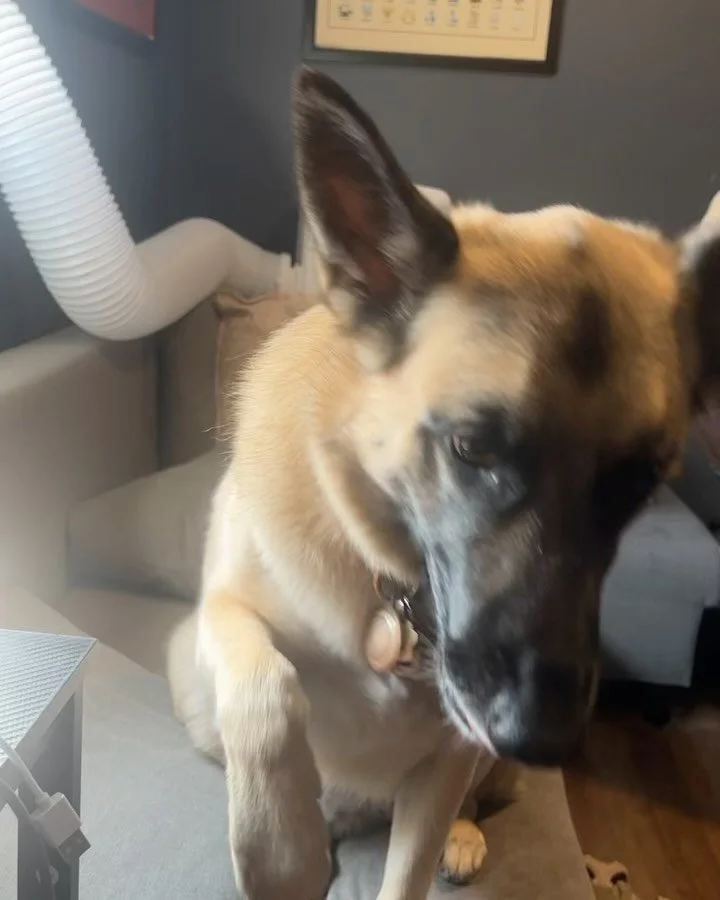 Peach is crushing it on this paw-fect Saturday evening!