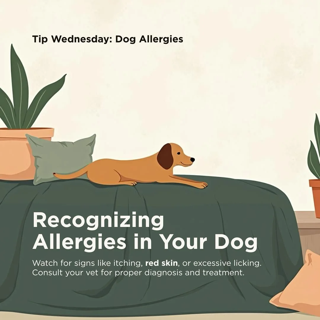 TIP WEDNESDAY !! 

Allergy symptons can look like excessive itching, licking , red skin and even ear infections please consult you veterinary professionals for proper diagnosis and treatment #DogzforDayz #healthypets  #Dogztipz