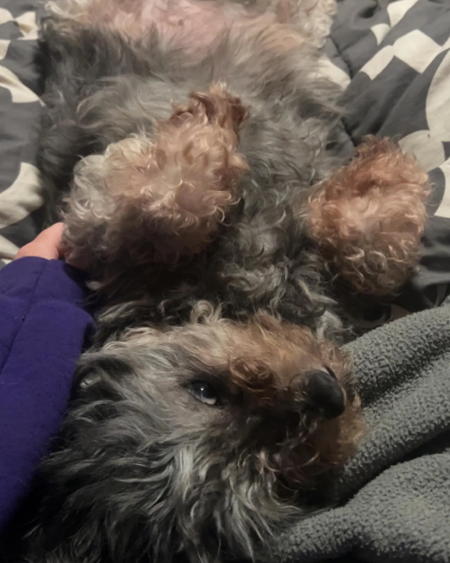 ENGAGEMENT FRIDAY!! 

Whats your pets funniest quirk? 
Lea&rsquo;s quirk is she sleeps in the funniest positions 
Share your pets quirks in the comments below !! 
#Funfriday #DogzforDayz