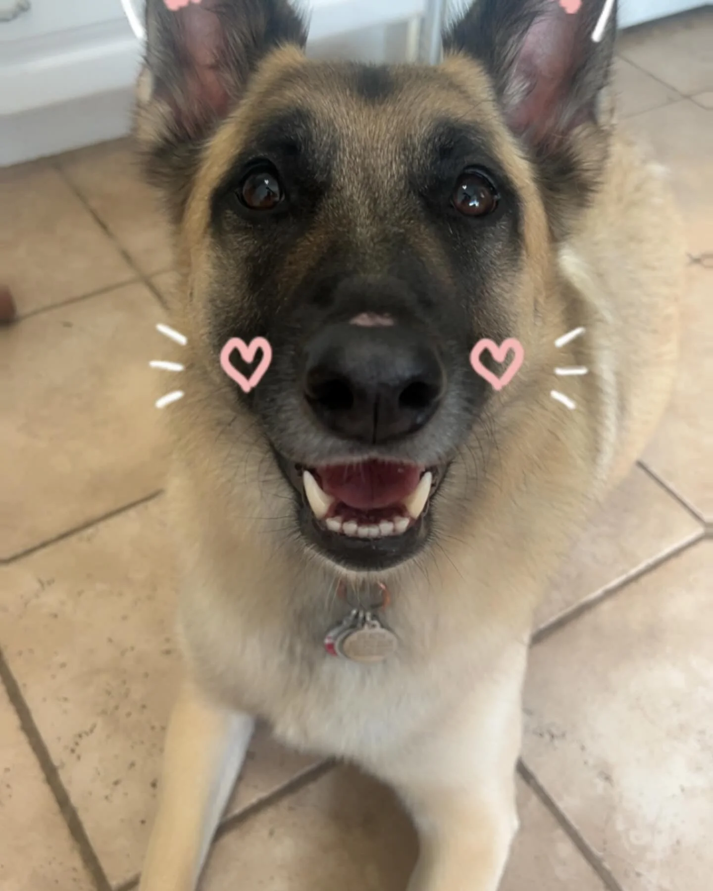 Going to be trying a few new things in the weeks to come for our social aspects please stay tuned #packlife🐾❤️ #newchange #DogzforDayz