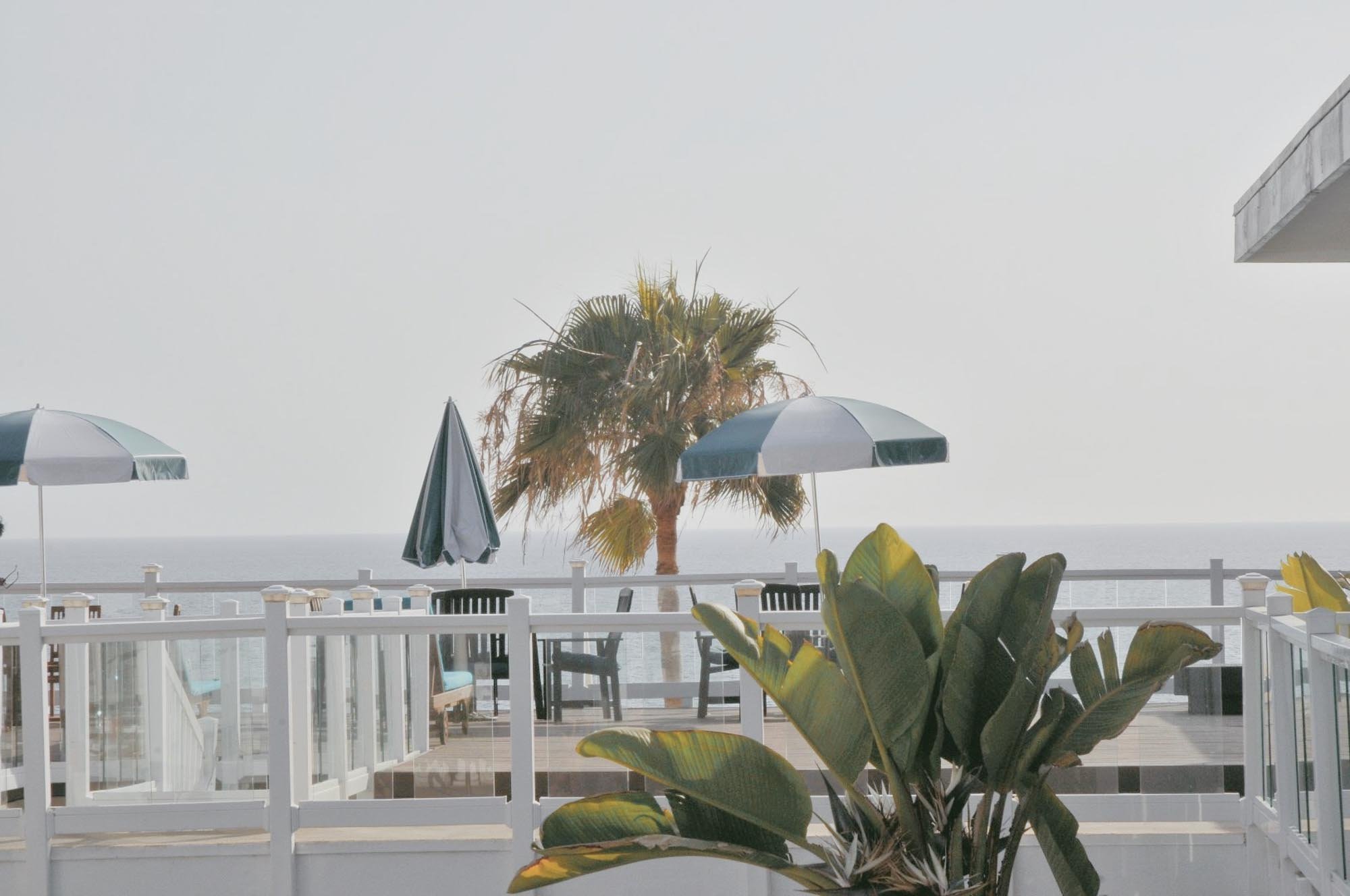 Beachside patio with umbrellas, chairs, and a palm tree overlooking the ocean