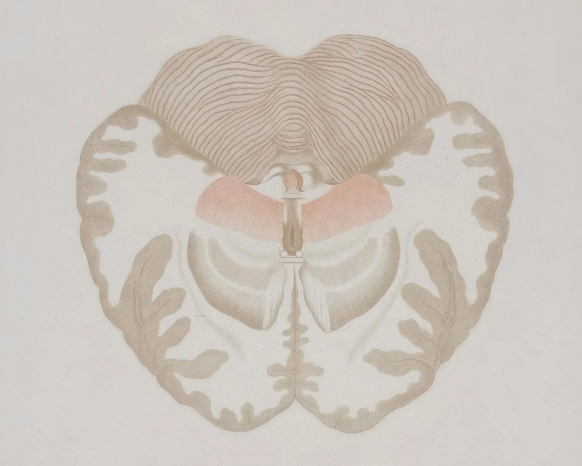 “Abstract brain illustration in soft, calming tones representing mental clarity and a cognitive sanctuary in perimenopause.”