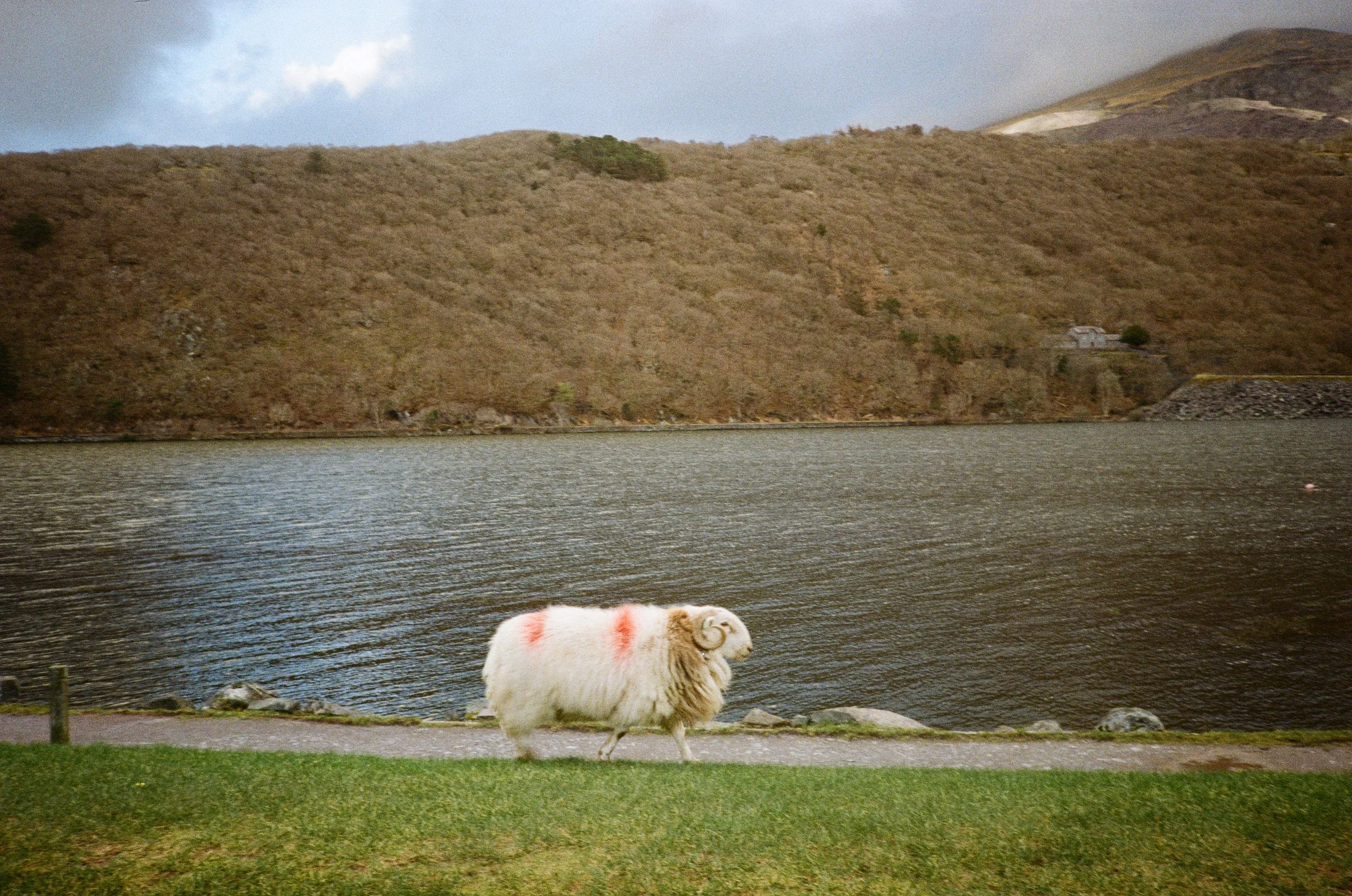 IMG_3561.jpeg