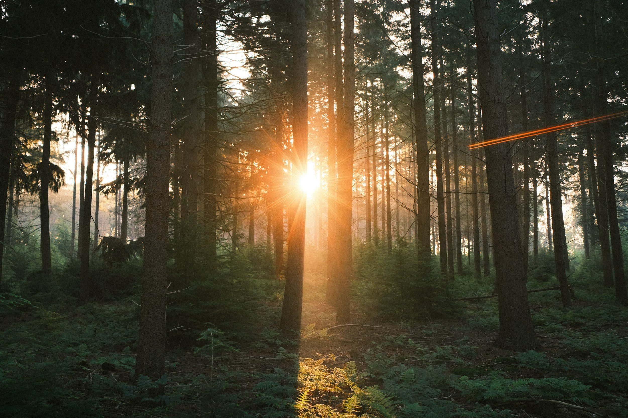 Sunlight shining through a dense forest of tall pine trees, casting long shadows on the forest floor covered with ferns.