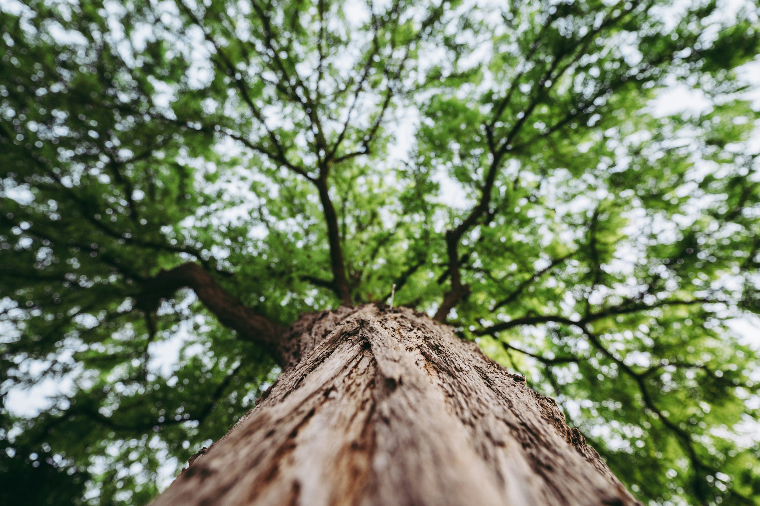 Close-up view of a tree trunk looking up towards the green canopy of leaves.