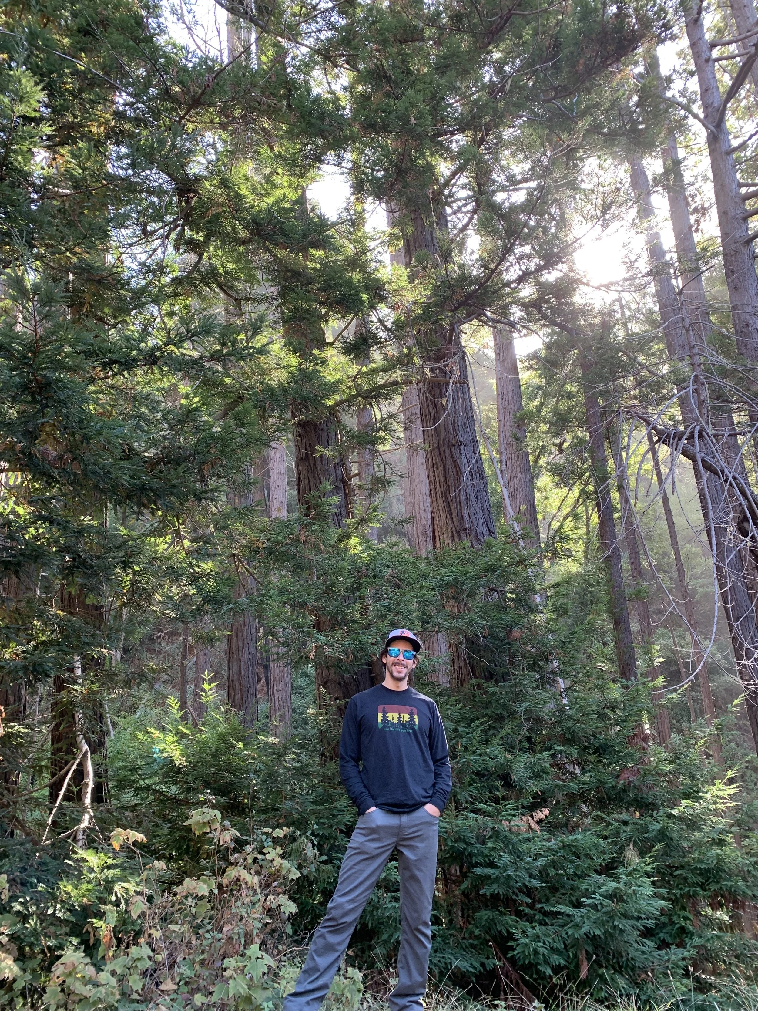 Maryland tree consultant conducting a visual inspection of canopy structure in mature forest setting