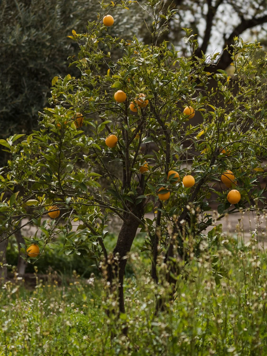 Orange tree in the garden at Berber Lodge near Marrakech, surrounded by lush greenery