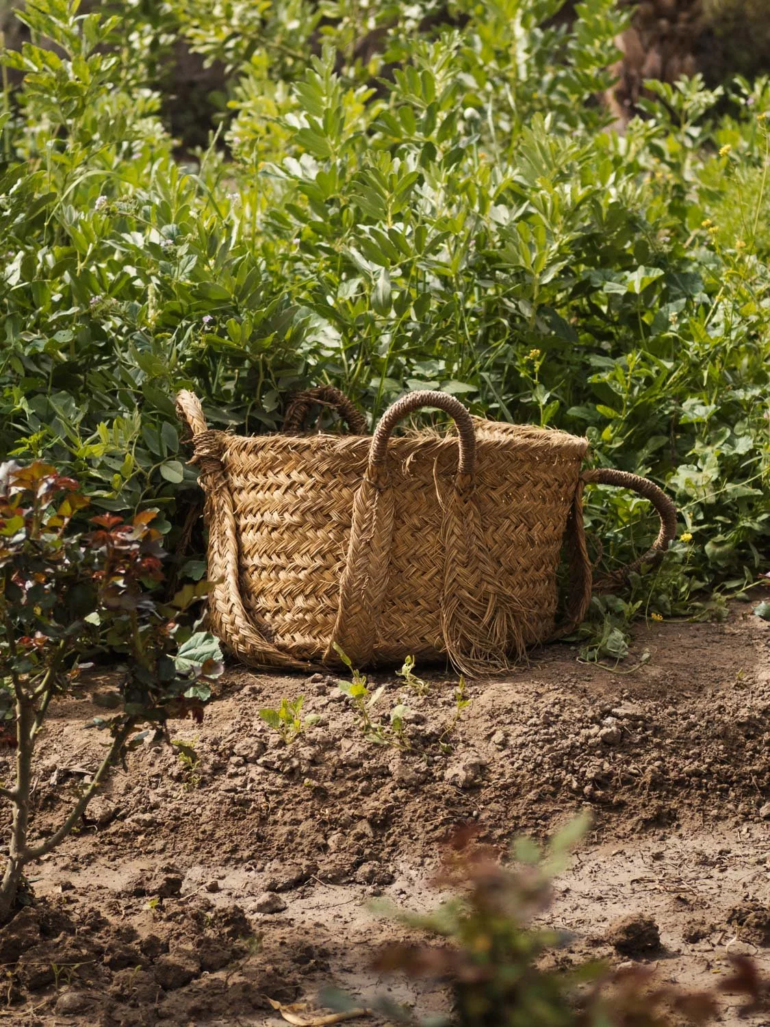 Garden at Berber Lodge near Marrakech, harvest basket used for daily picking of fresh produce
