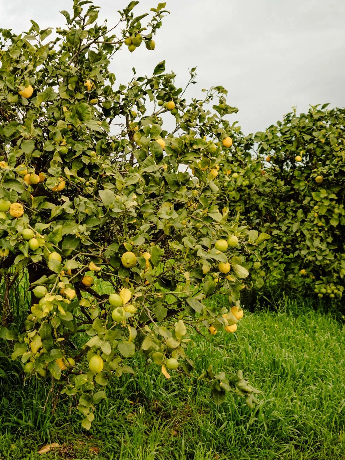 Lemon trees in the garden of a Sicilian hotel, surrounded by Mediterranean vegetation and illuminated by natural light.