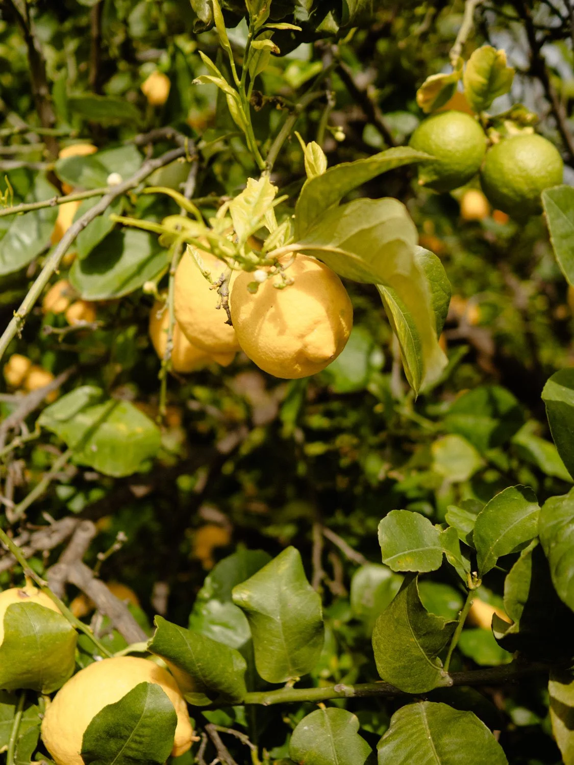 Lemon trees in the garden of a Sicilian hotel, surrounded by Mediterranean vegetation and illuminated by natural light