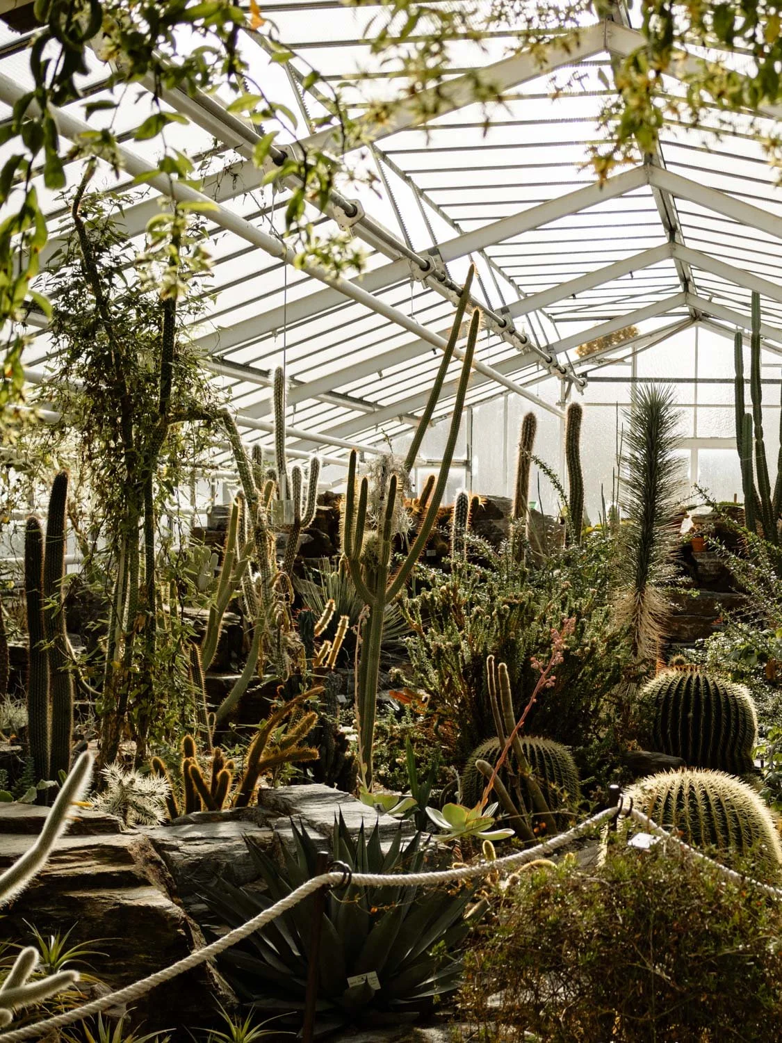 Munich Botanic Garden greenhouse filled with tropical plants, Munich, Germany