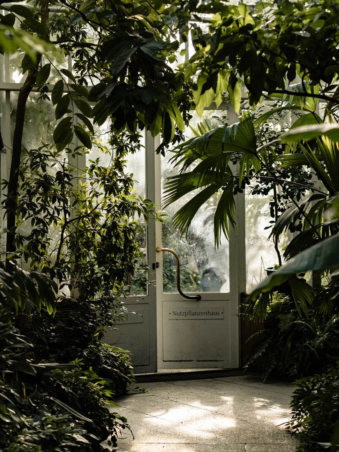 Munich Botanic Garden glasshouses with lush greenery and soft winter light, Munich, Germany