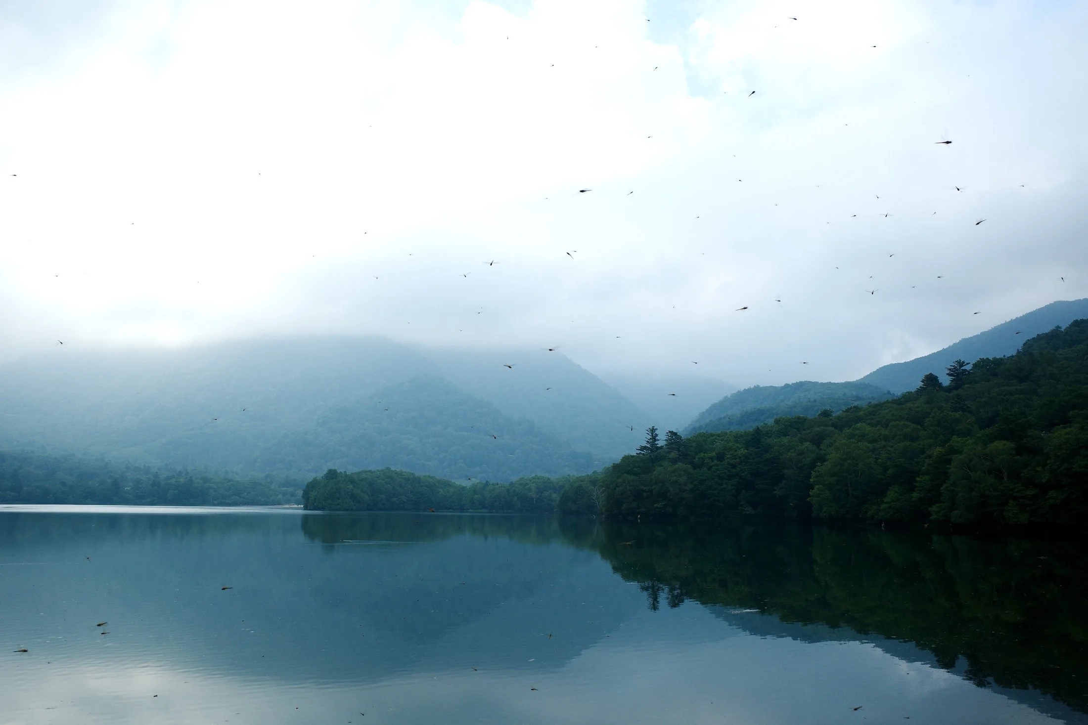 Japan — Inner Japan × Sensory Travel: sea and mountain landscape in fog with birds overhead
