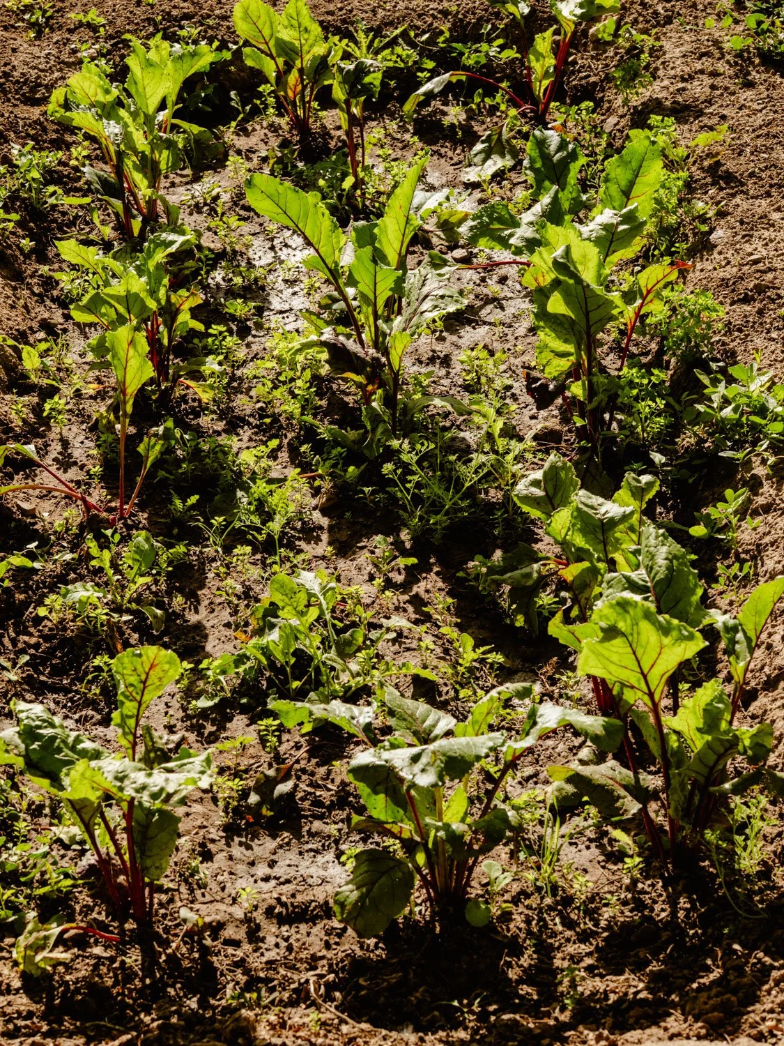 Vegetable garden at Berber Lodge near Marrakech, sunlit beds of seasonal produce