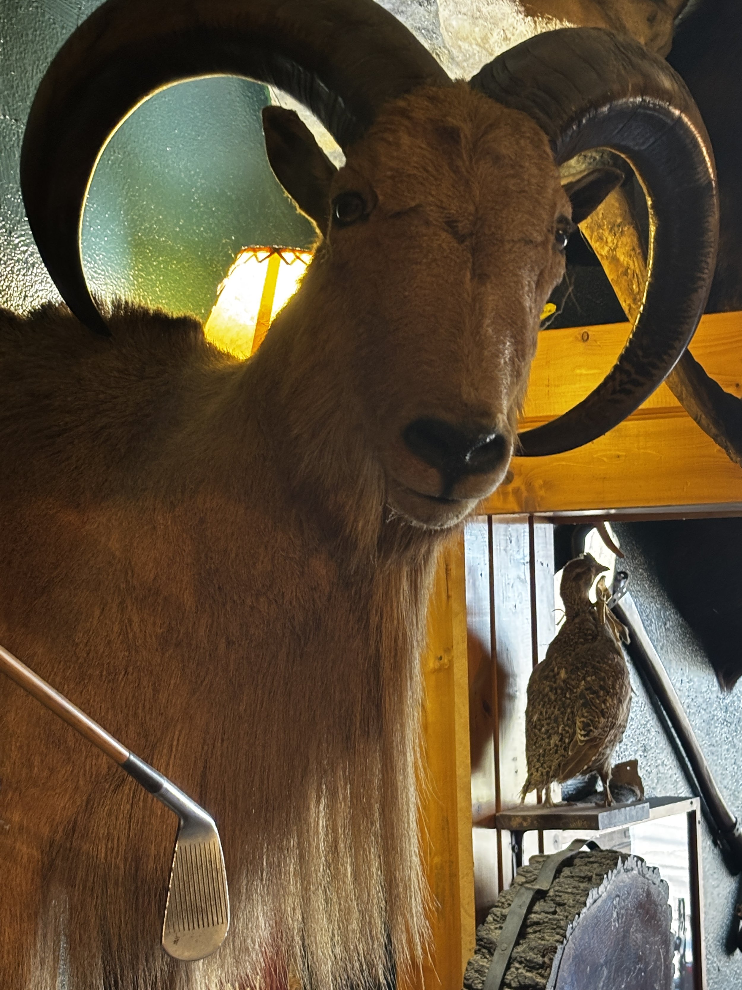 you must save the princess.JPG