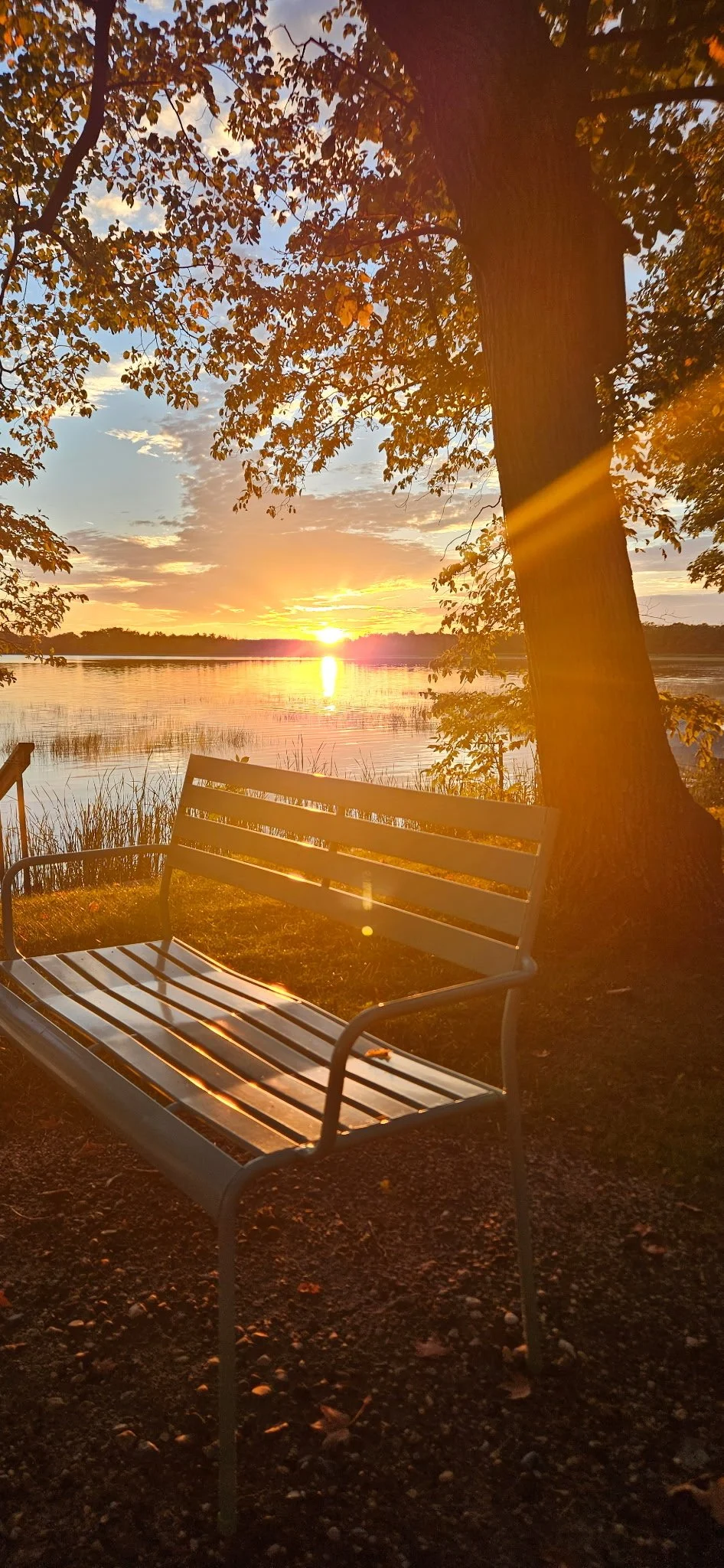 Park bench beneath a tree overlooking a Minnesota lake at sunset.