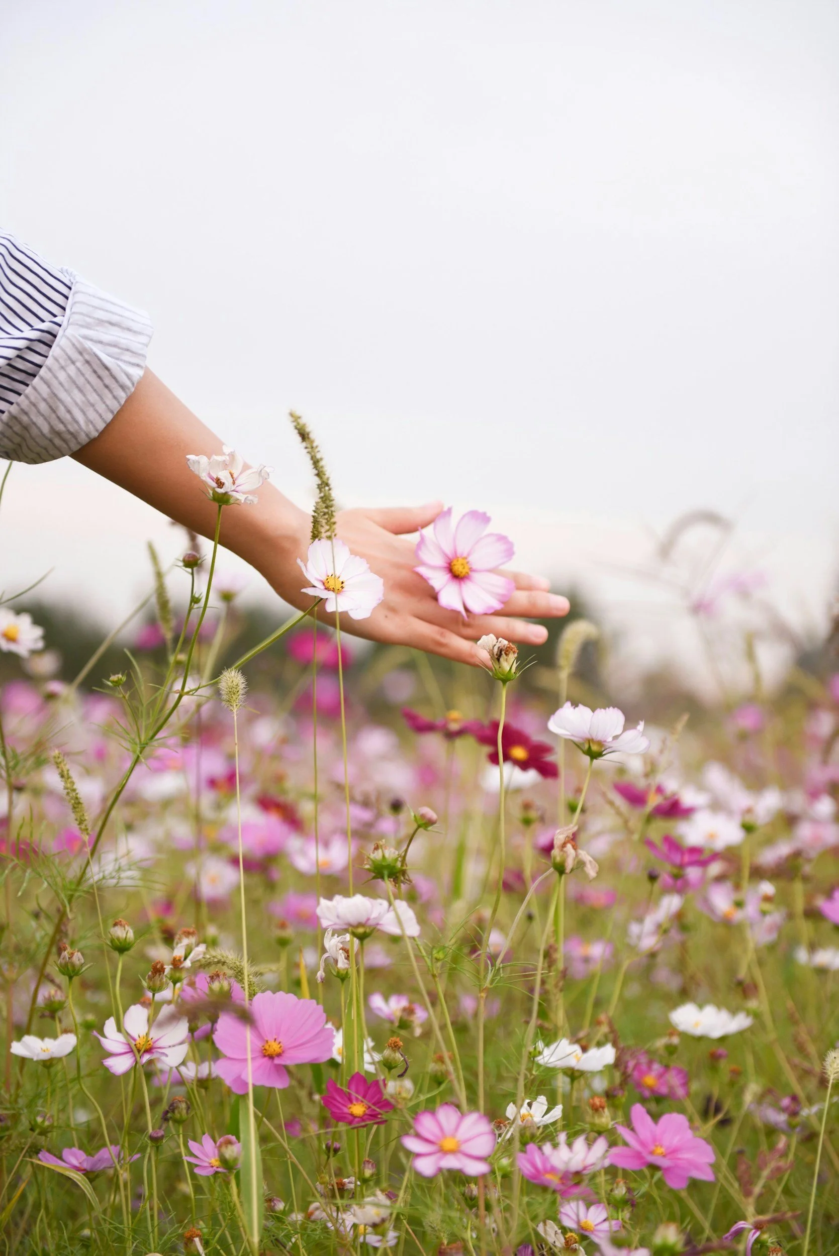 Mindful touch of flowers in a field, representing embodiment, presence, and body-centered healing practices