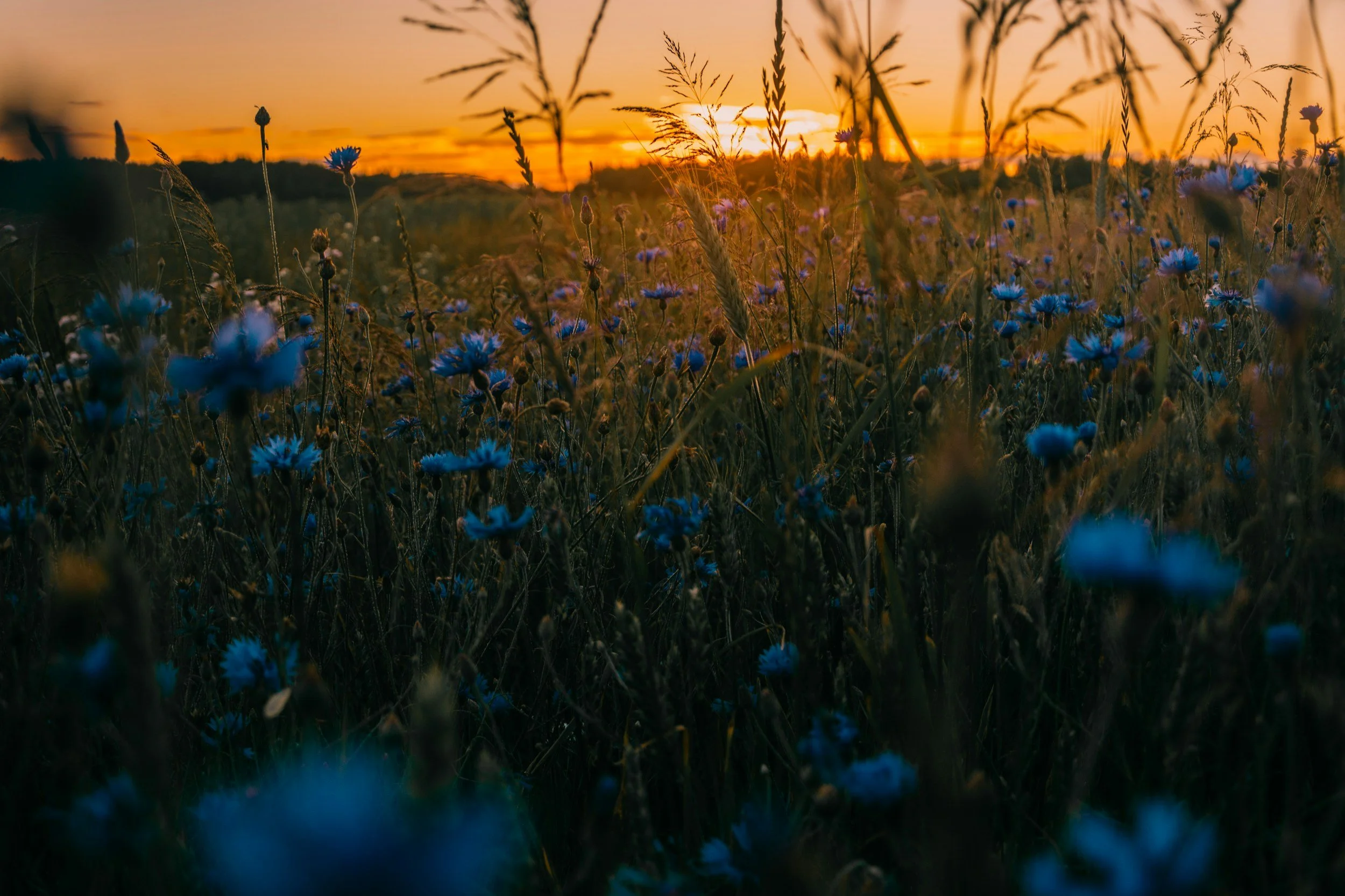 Wildflowers and grasses glowing in warm evening sunlight.