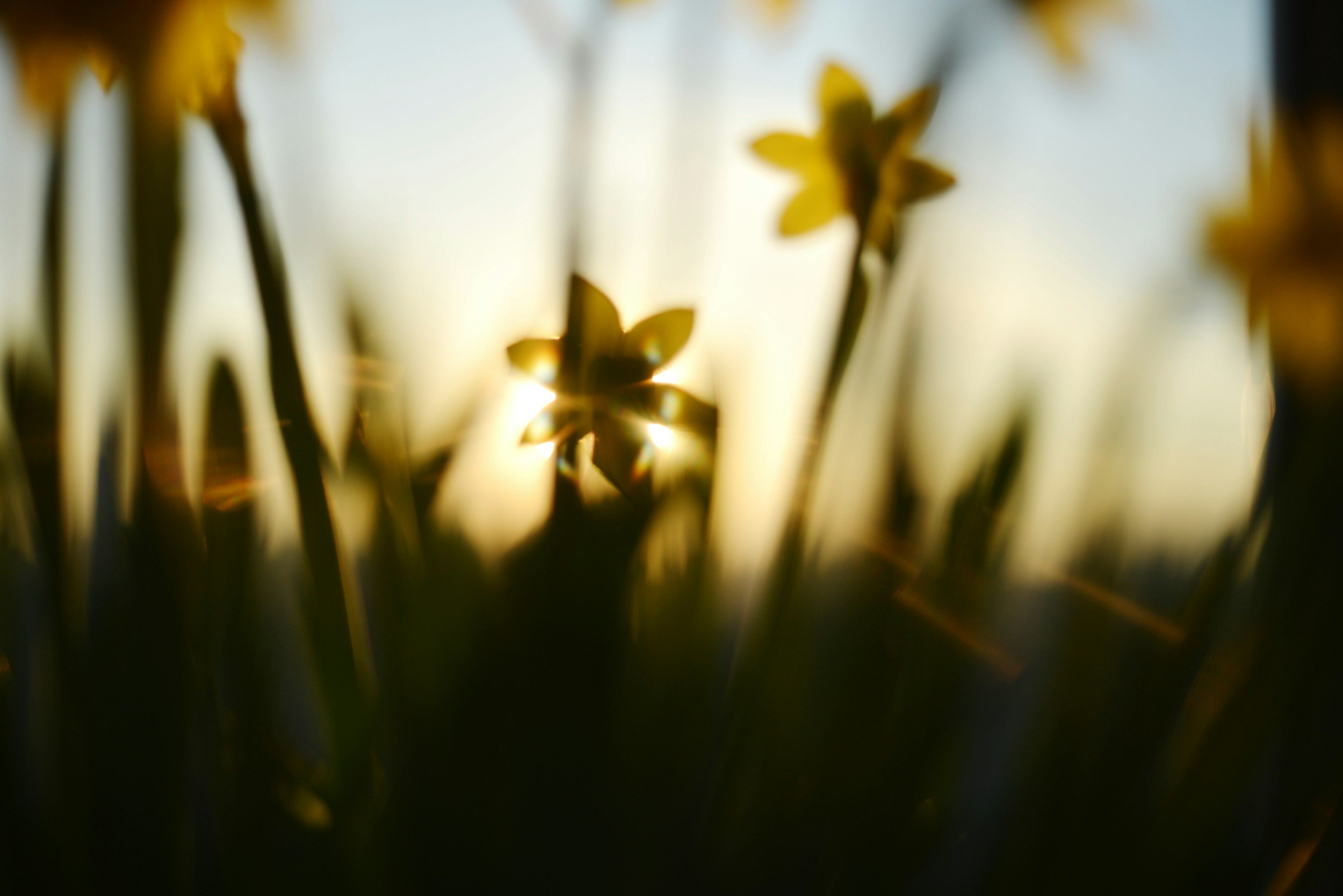 Close-up of a floral pattern with yellow flowers and dark stems, backlit by sunlight, creating a warm glow.