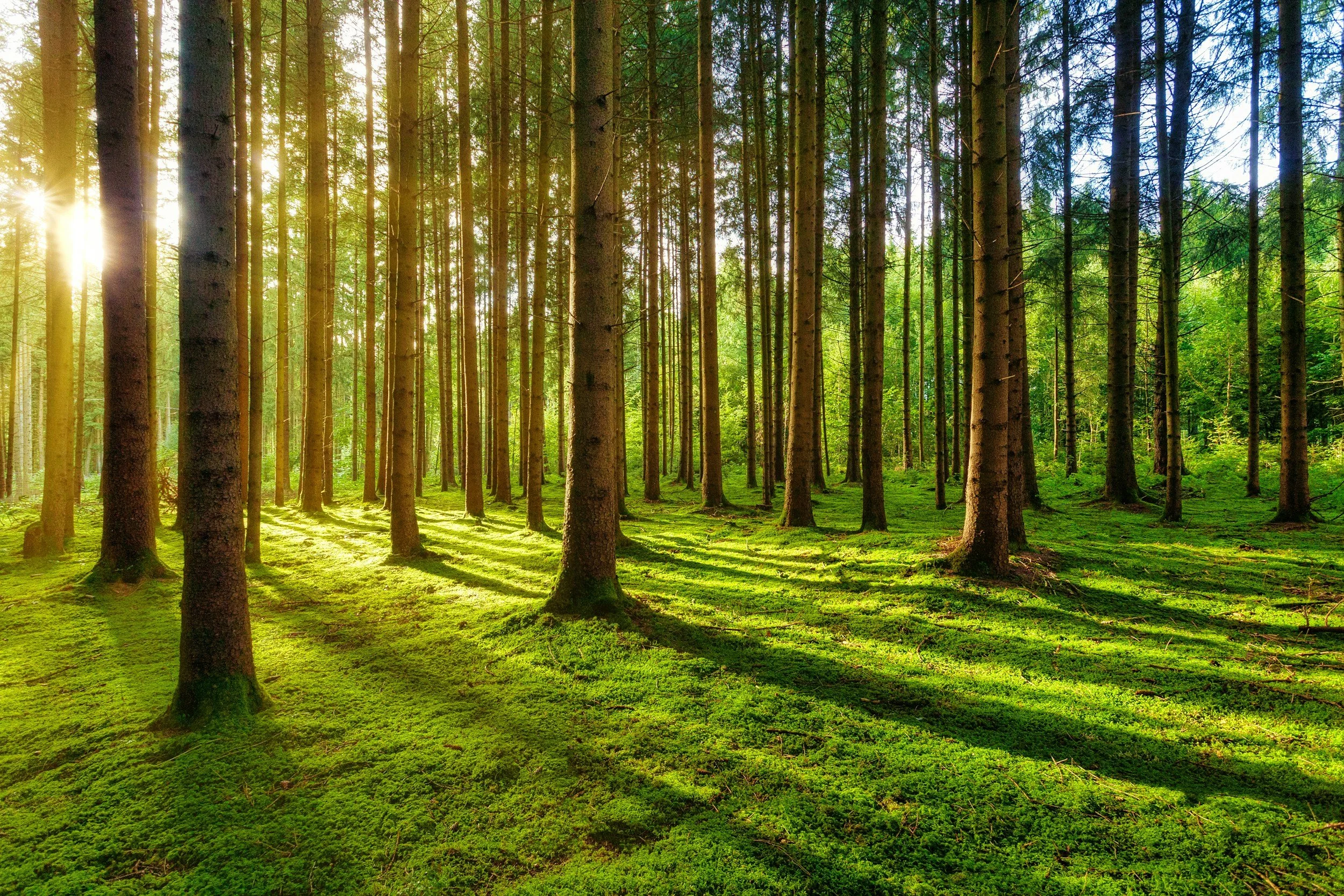 Sunlight filtering through a quiet green forest.