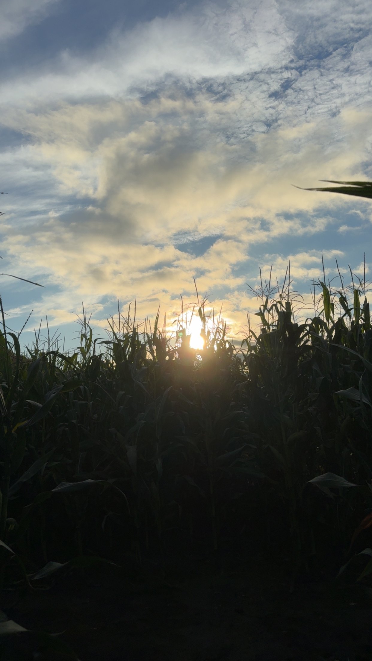 Evening sunlight setting behind a field beneath a cloudy Minnesota sky.