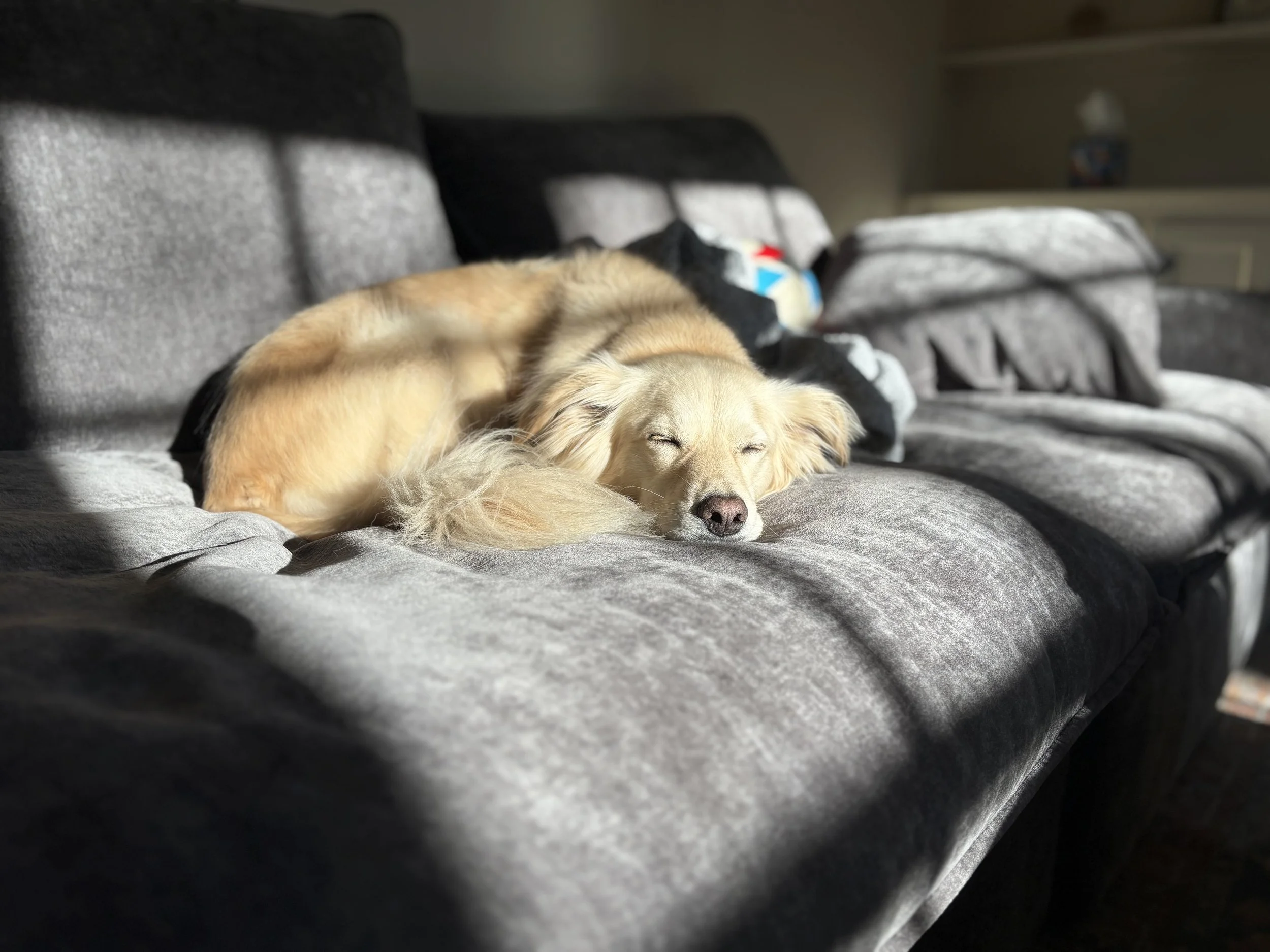 A small golden retriever dog is sleeping on a gray couch in sunlight.