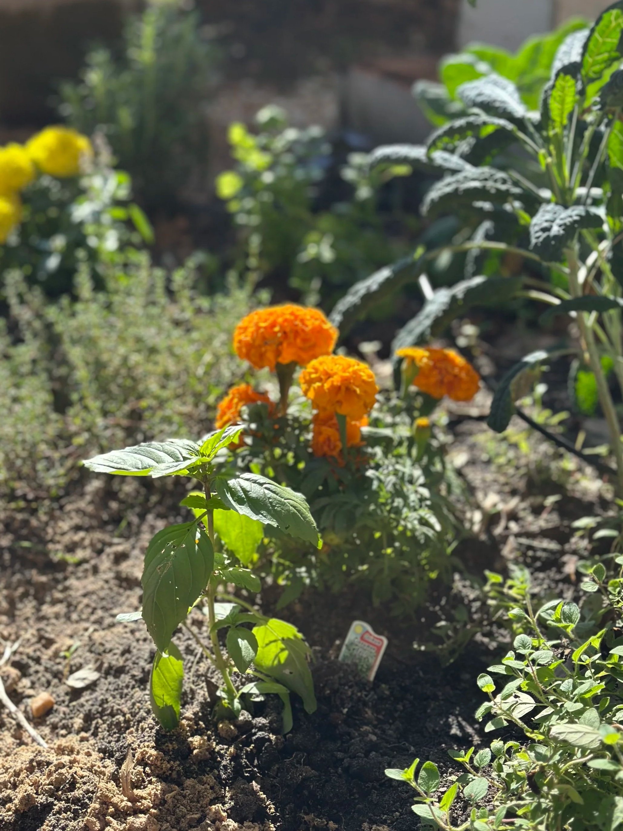 Orange marigold flowers growing in a garden with dark soil, surrounded by green leaves and plants, illuminated by sunlight.
