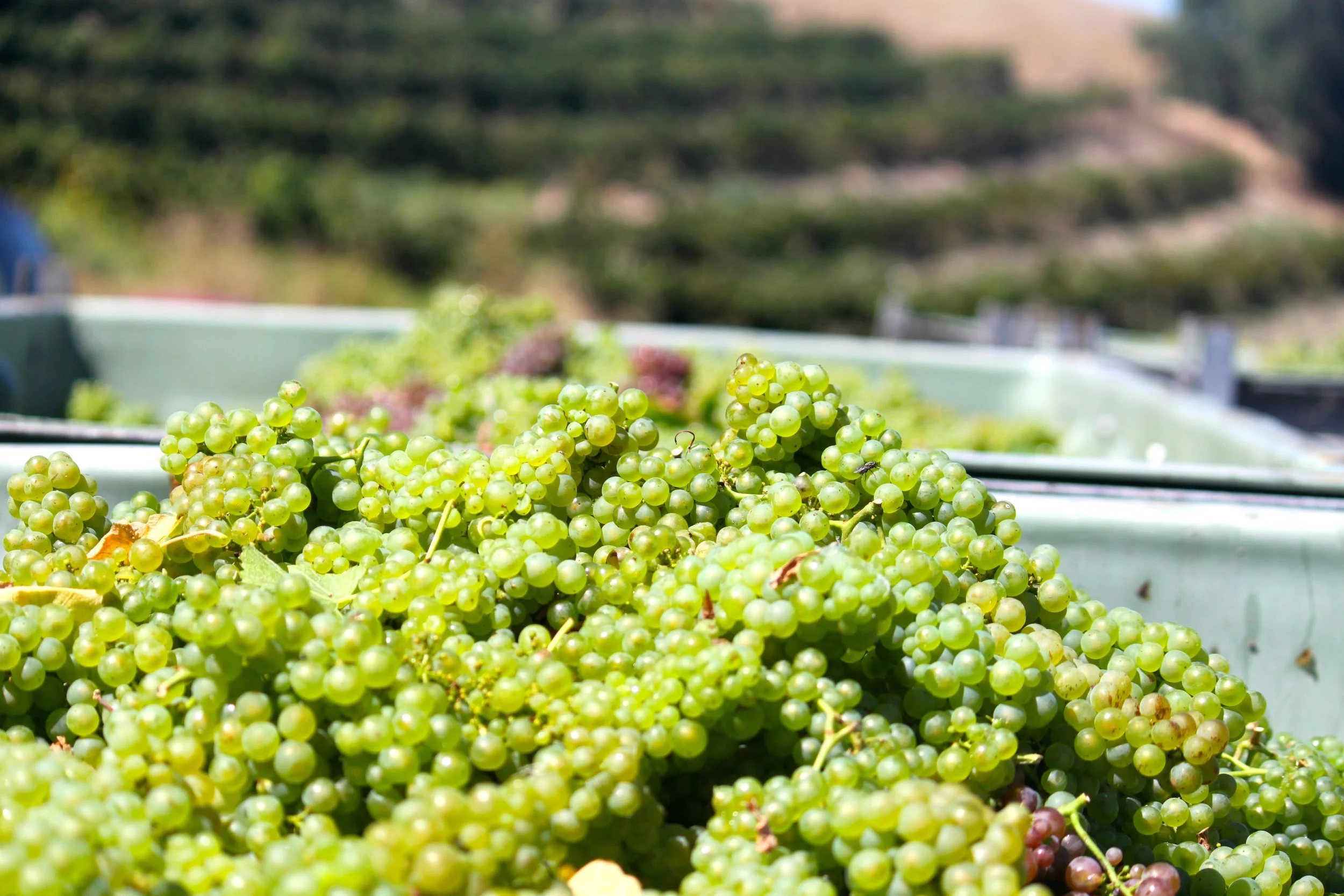 Spring is Here: How the Season Impacts Our Beverage Production