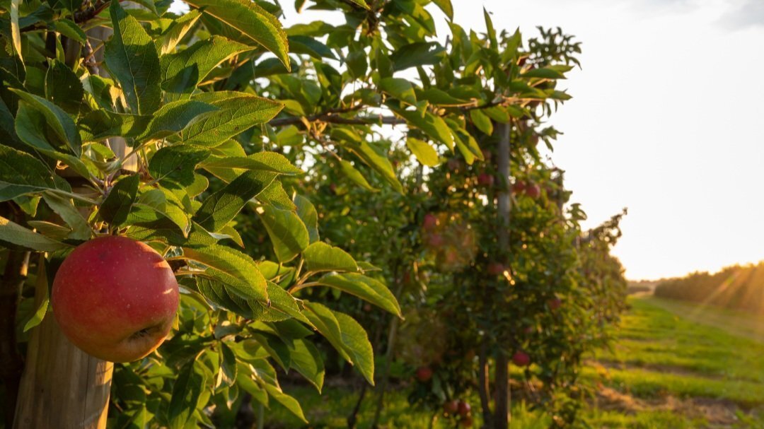 Craft Cider Canning: In House or Contract Out?