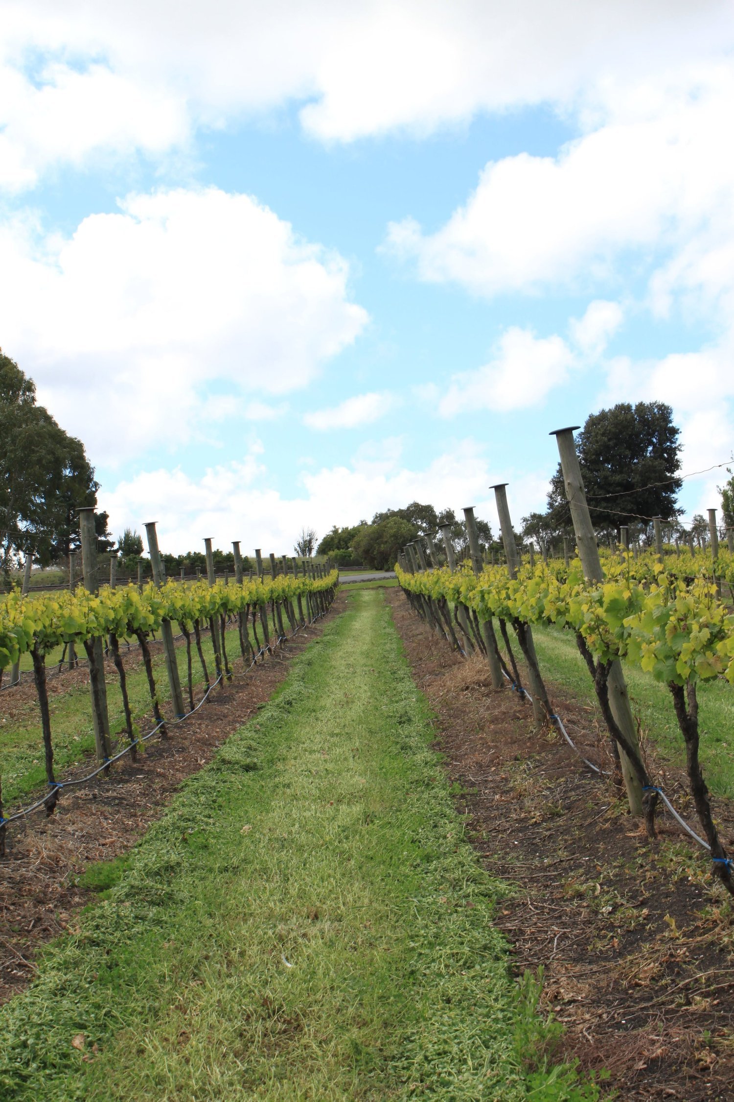 How to Start a Winery Without a Vineyard: Is It Possible?