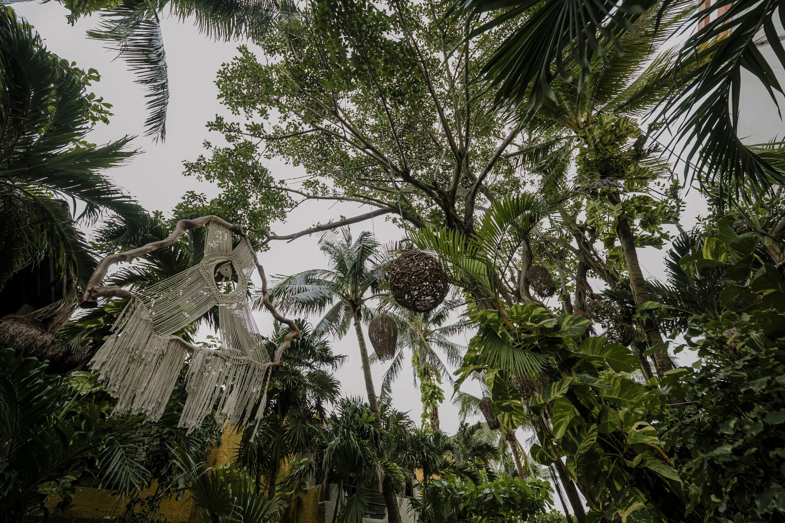 Overcast view of a lush tropical garden with various green palm trees and plants, and hanging wicker baskets or decorations.