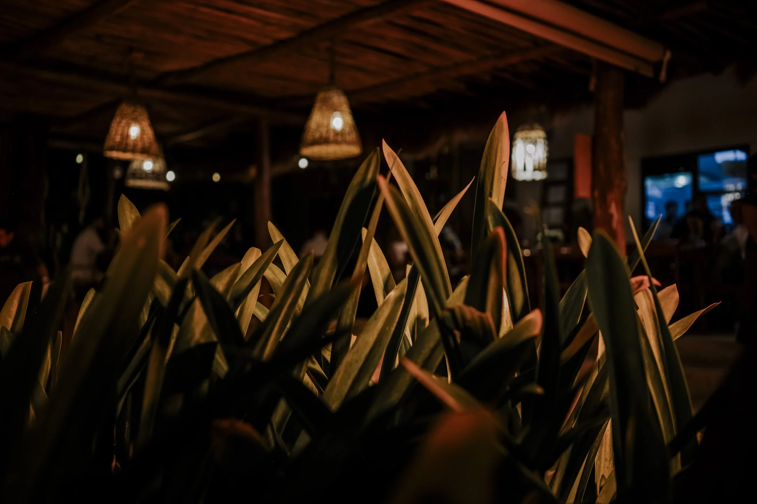 Indoor restaurant with hanging wicker lamps, plant leaves in the foreground, and soft warm lighting.