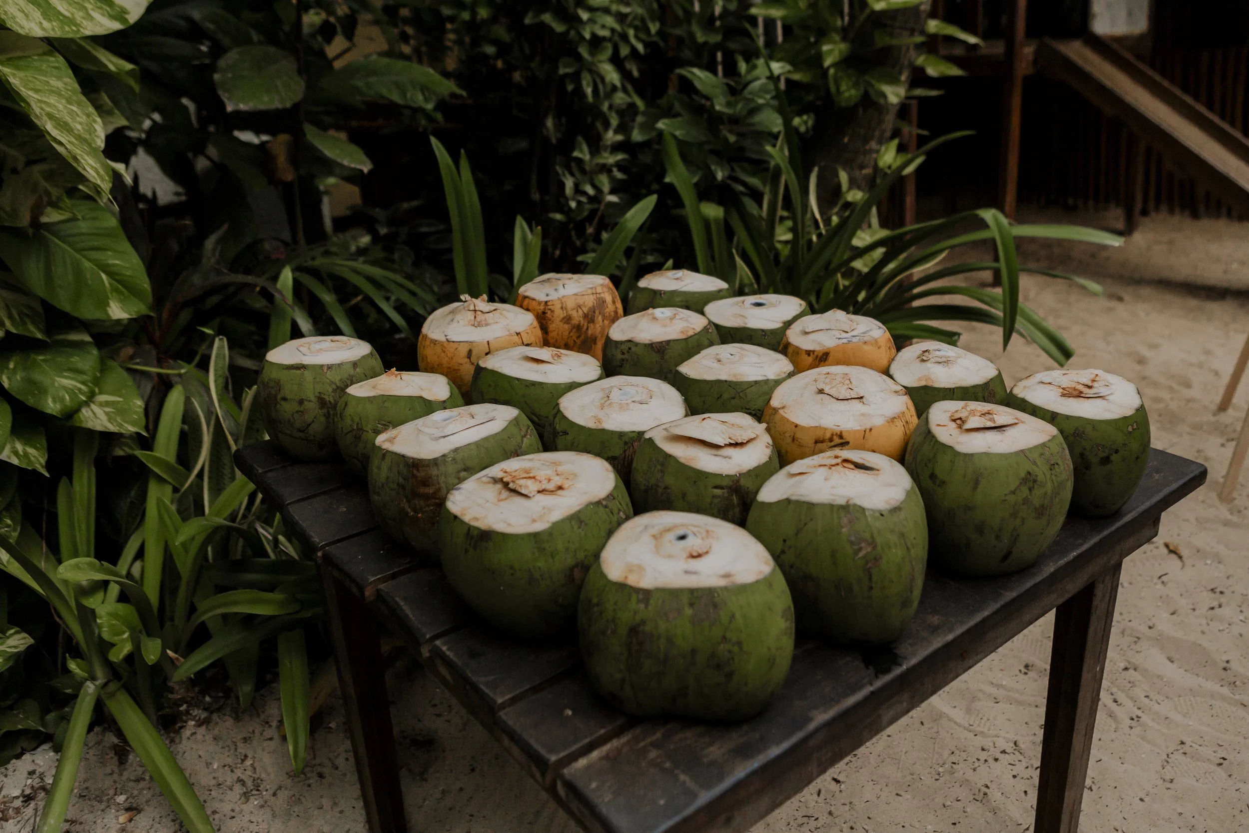 A black wooden table with tied-up green coconuts that have been cut open on the top, arranged for drinking, set outdoors on sandy ground with green plants in the background.