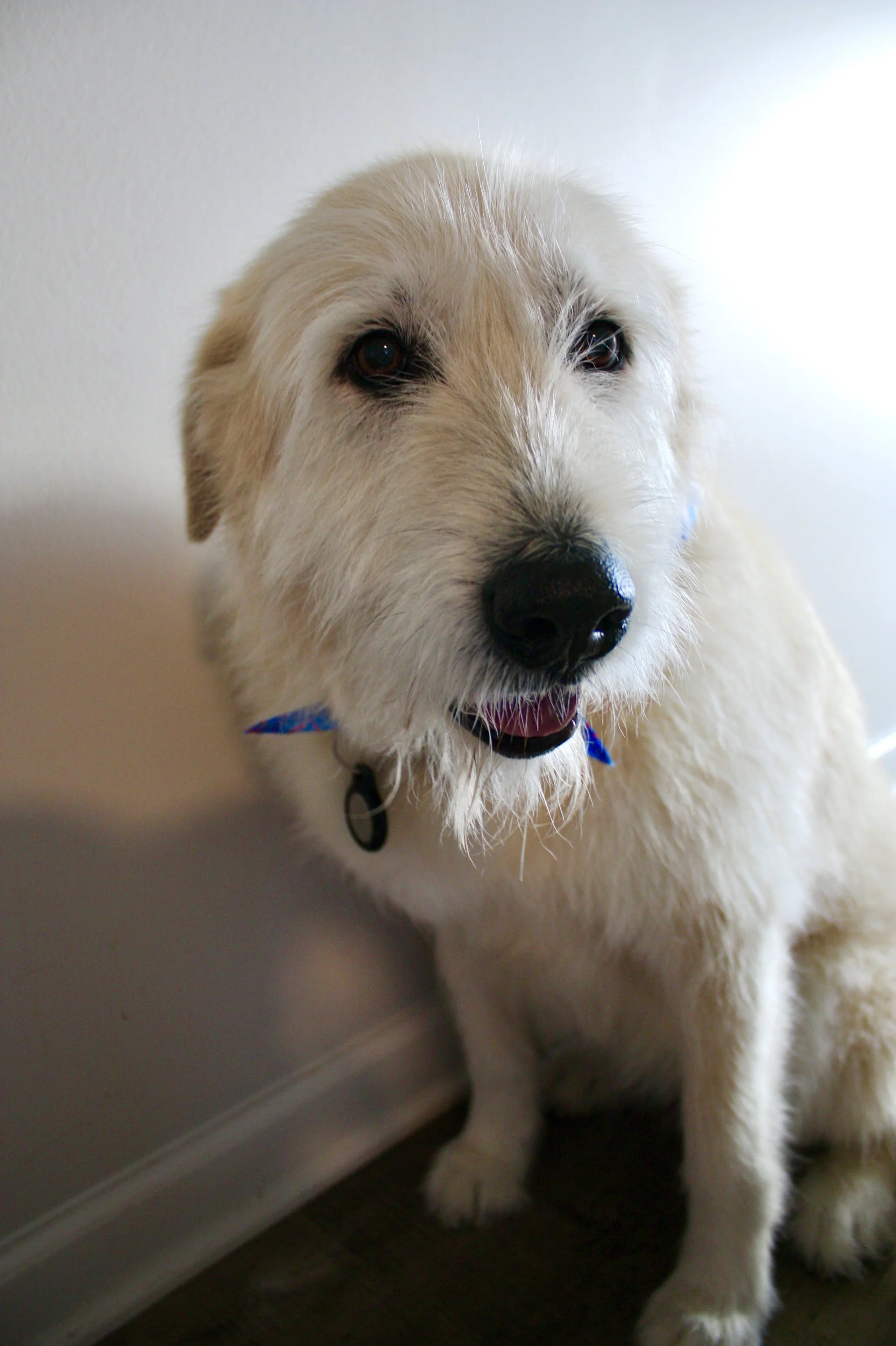 Dog