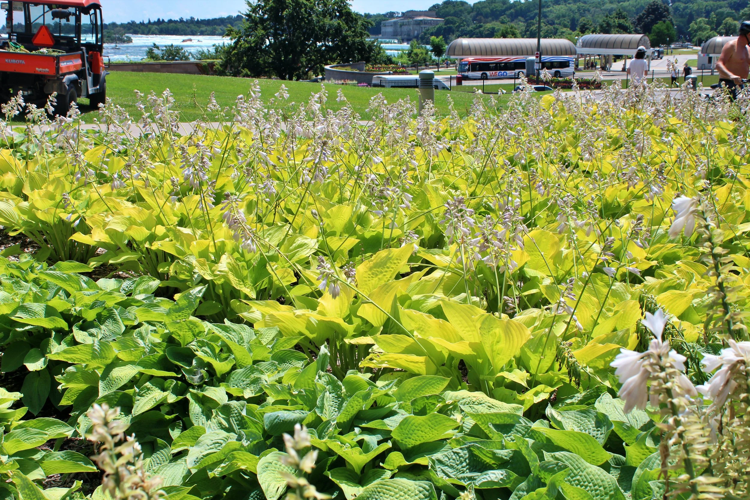 IMG_6325 - Copy (2).jpg