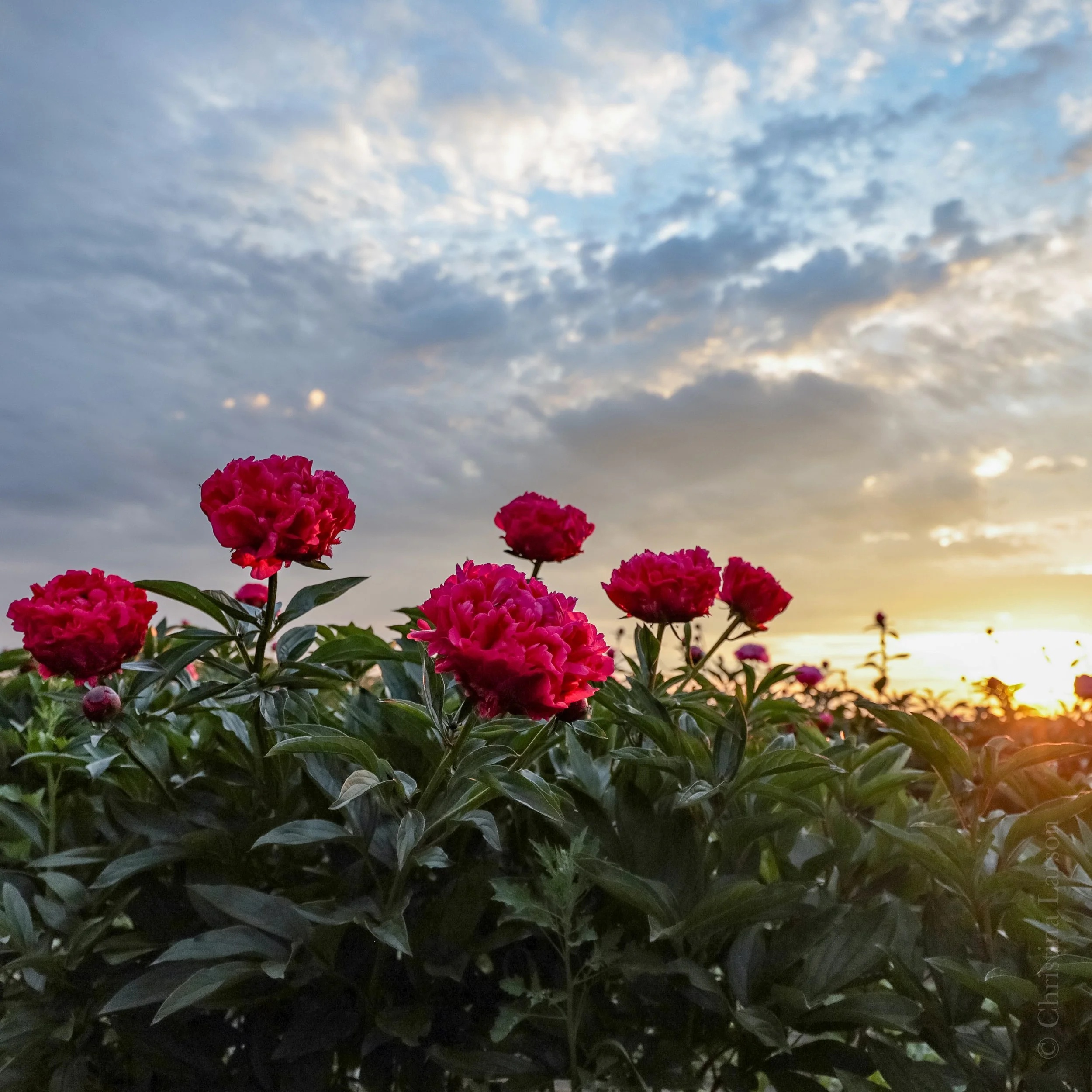 &ldquo;In our fast-paced world, there is nothing more therapeutic than a little peony gazing.&rdquo; - Jane Eastoe

Absolutely stunning shots by @misschrislarson