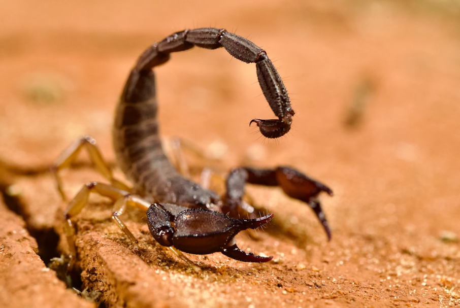 The corporate scorpion and the climate frog