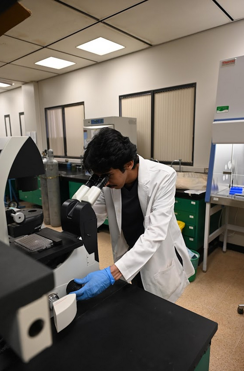 A scientist in a white lab coat and blue gloves looking through a microscope in a laboratory.